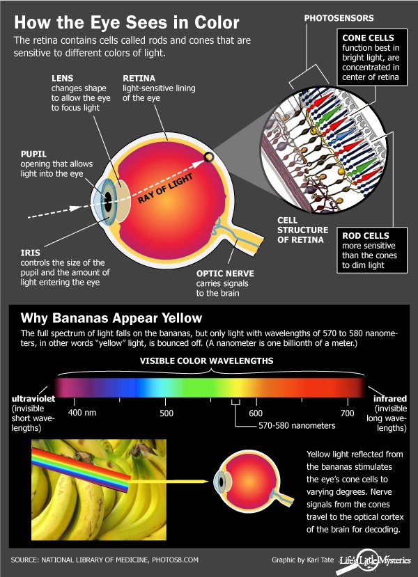 Where Perception Meets Reality: The Science of Measuring Color